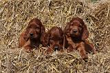SETTER IRLANDAIS 121